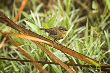 General knowledge about Smoky warbler