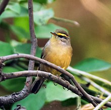 General knowledge about Sulphur-bellied warbler