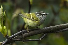 General knowledge about Ashy-throated warbler