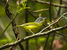General knowledge about Grey-hooded warbler