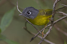 General knowledge about Grey-cheeked warbler