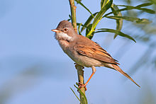 General knowledge about Common whitethroat