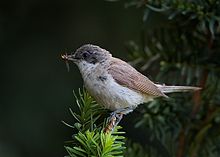 General knowledge about Lesser whitethroat