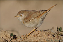 General knowledge about Asian desert warbler