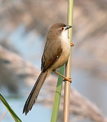 General knowledge about Yellow-eyed babbler