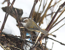 General knowledge about White-browed fulvetta