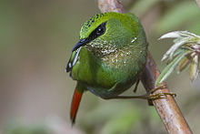 General knowledge about Fire-tailed myzornis