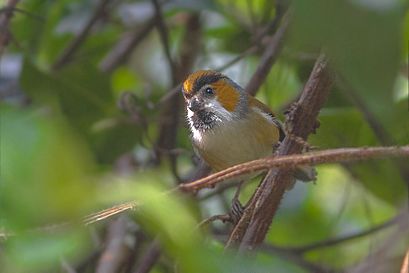 General knowledge about Black-throated parrotbill