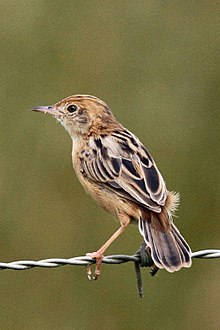 General knowledge about Golden-headed cisticola