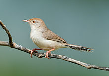 General knowledge about Rufous-fronted prinia