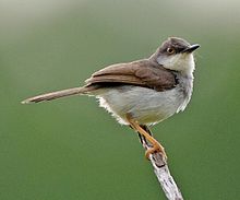 General knowledge about Grey-breasted prinia