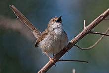 General knowledge about Graceful prinia