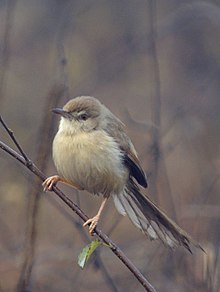 General knowledge about Jungle prinia