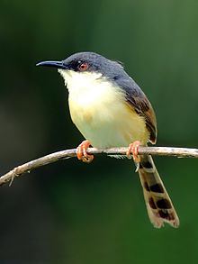 General knowledge about Ashy prinia