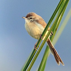 General knowledge about Plain prinia
