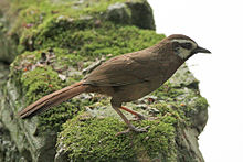 General knowledge about White-browed laughingthrush