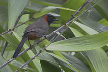 General knowledge about Rufous-necked laughingthrush