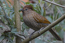 General knowledge about Striated laughingthrush