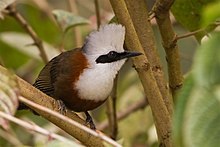 General knowledge about White-crested laughingthrush