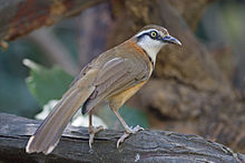 General knowledge about Lesser necklaced laughingthrush