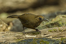 General knowledge about Spot-breasted laughingthrush