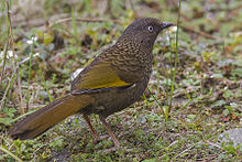General knowledge about Scaly laughingthrush