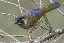 General knowledge about Black-faced laughingthrush