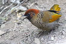 General knowledge about Chestnut-crowned laughingthrush