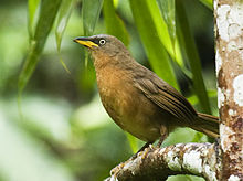 General knowledge about Rufous babbler