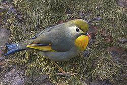 General knowledge about Red-billed leiothrix