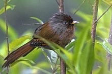 General knowledge about Rusty-fronted barwing