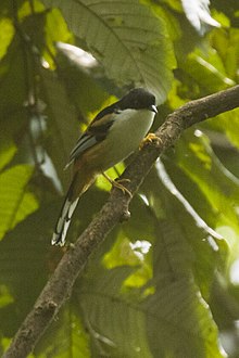 General knowledge about Rufous-backed sibia