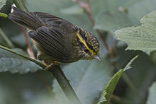 General knowledge about Yellow-throated fulvetta