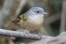 General knowledge about Brown-cheeked fulvetta