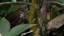 General knowledge about Spot-breasted scimitar babbler