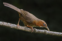 General knowledge about Rusty-cheeked scimitar babbler