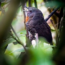 General knowledge about Rusty-throated wren-babbler