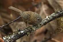 General knowledge about Bar-winged wren-babbler