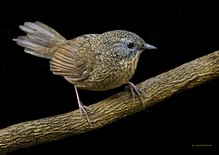 General knowledge about Tawny-breasted wren-babbler