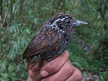 General knowledge about Sikkim wedge-billed babbler