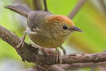 General knowledge about Rufous-capped babbler