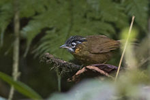 General knowledge about Grey-throated babbler