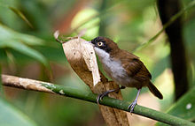 General knowledge about Dark-fronted babbler