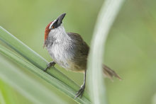 General knowledge about Chestnut-capped babbler