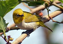 General knowledge about Oriental white-eye