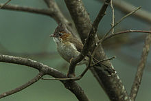 General knowledge about Striated yuhina