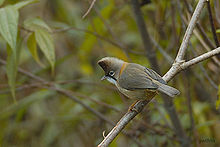 General knowledge about Whiskered yuhina