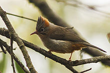 General knowledge about Rufous-vented yuhina