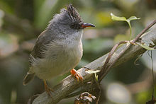 General knowledge about Black-chinned yuhina