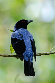 General knowledge about Asian fairy-bluebird